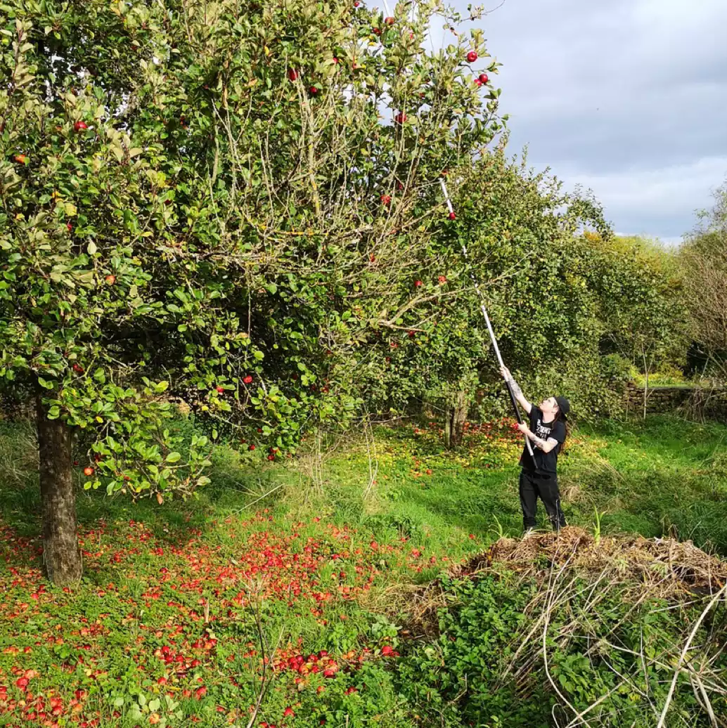 A person pruning an apple tree