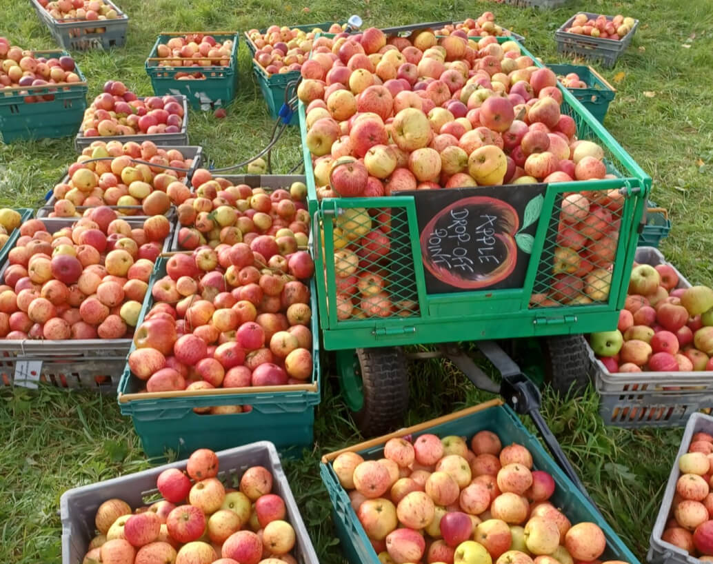 Apples in crates