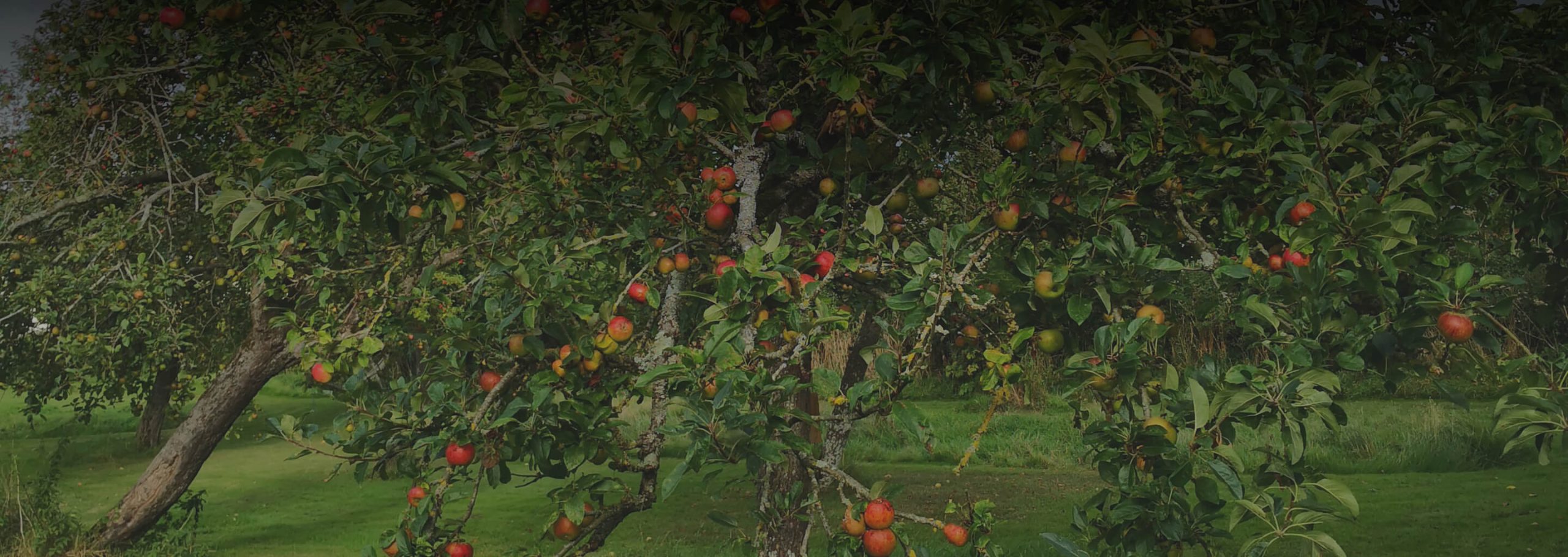 Dowdings apple tree