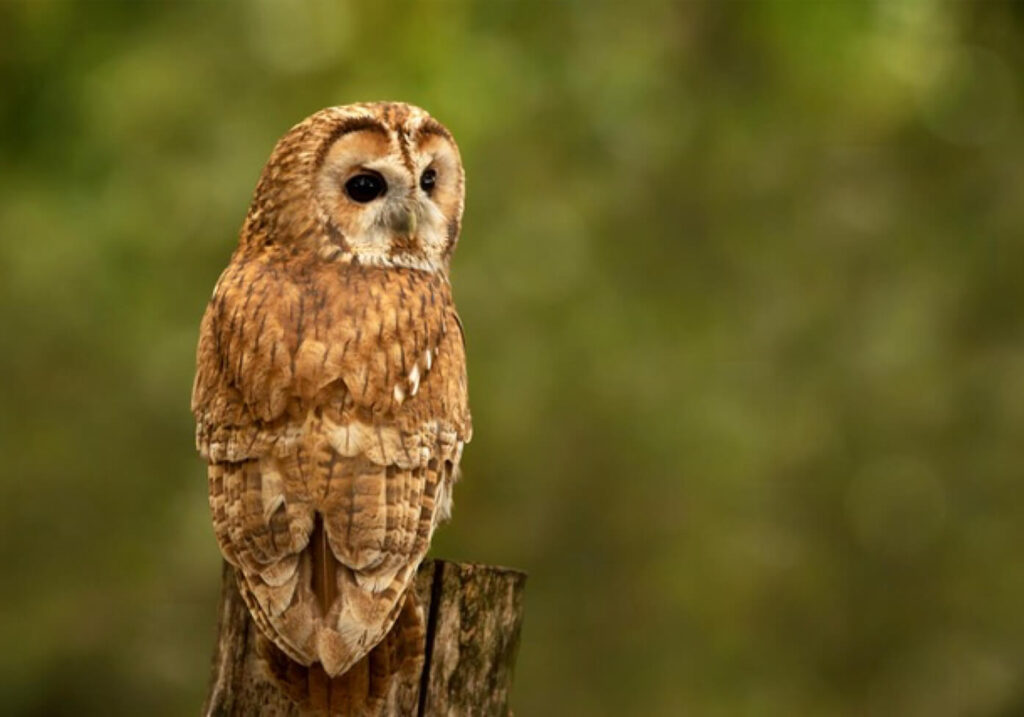 Owl sitting on tree trunk